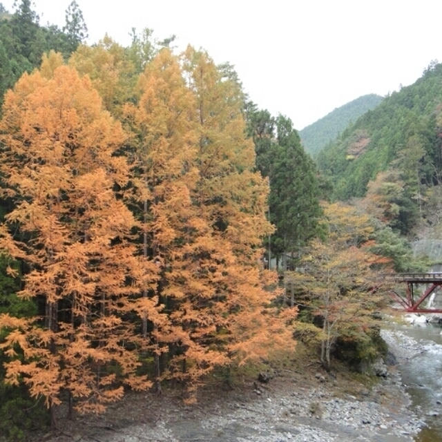 紅葉狩り☆ヨモギ餅（高ﾉ瀬峡）