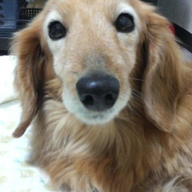犬の寿命・・・14歳って長生きの方なの？