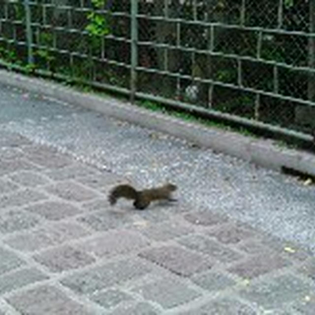 台湾旅行で出会った動物たち