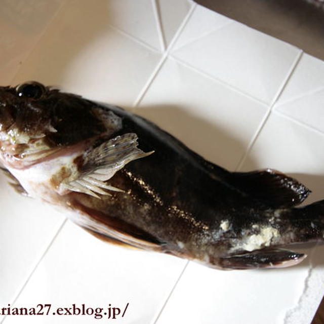 オーガニック甘辛たれ＆相方さんの釣果　で　かさごの煮付け by まりあーな（３/７）
