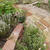 My Herb Garden