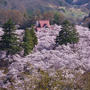 桜満開の高遠城址公園（長野県伊那市）