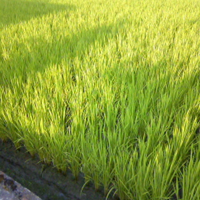 緑のじゅうたん