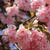 阿賀野市瓢湖の八重桜が綺麗でした