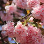 阿賀野市瓢湖の八重桜が綺麗でした