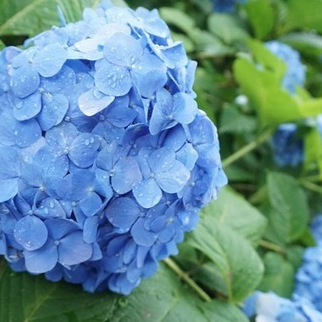 雨あがりの紫陽花と