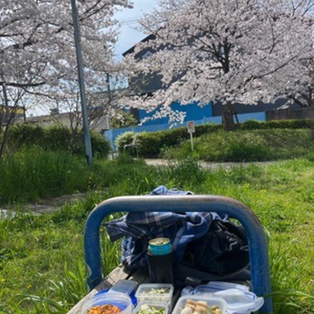 一人お花見やっとりまーす