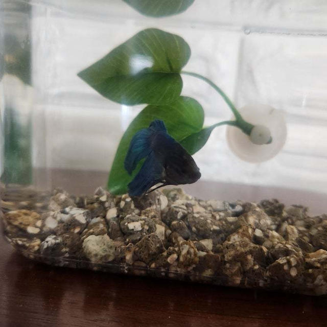 はじめましてオレ！この春、家族が増えてました♪