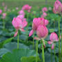 福島潟の蓮の花が綺麗でした。