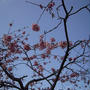 桜・み～け！