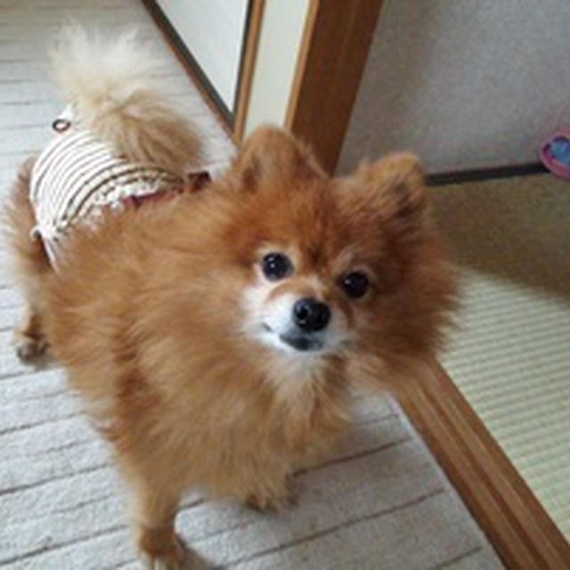 ついに壊れた～
