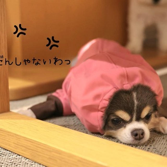 レインコート新調しました！が、嬉しくないらしい(笑)