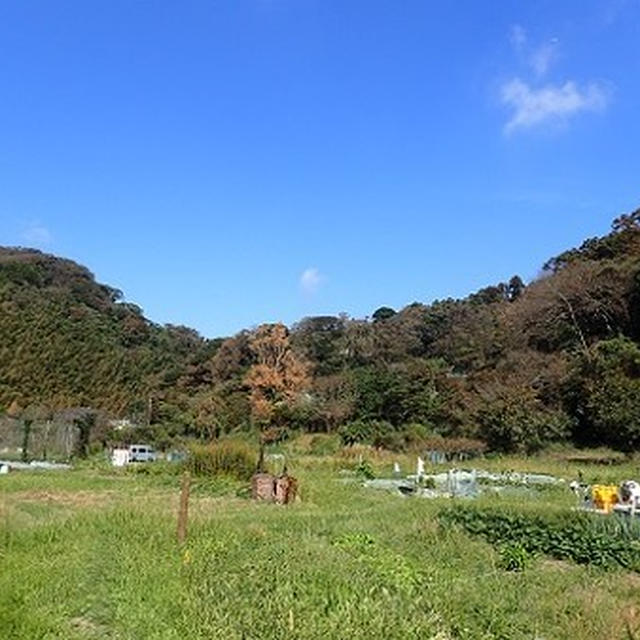 葉山農園（10月上旬）☆ニンニクの植え付け