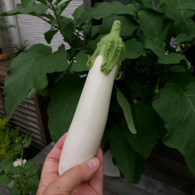 サントリー本気野菜ホワとろナスの初収穫#最近撮った写真は