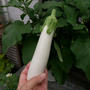 サントリー本気野菜ホワとろナスの初収穫#最近撮った写真は