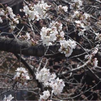 石神井川の桜と猫殿(PENTAX K-x)