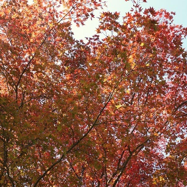 秋の箱根、１泊２日の旅