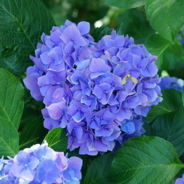 【昭和記念公園で見たお花】