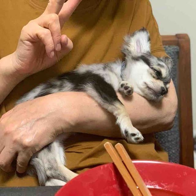 暇さえあればキッチンを磨いてダイニングテーブルを拭く私。