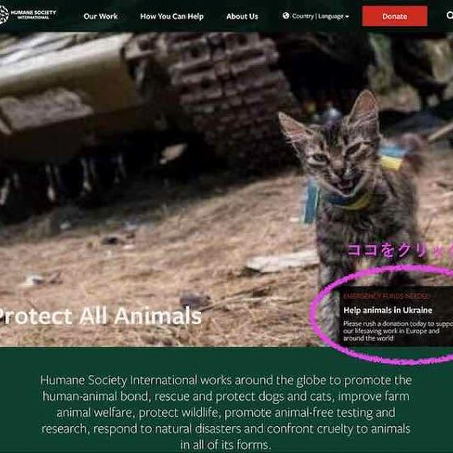 ウクライナに残り残された動物たちのために頑張っている“UAnimals”