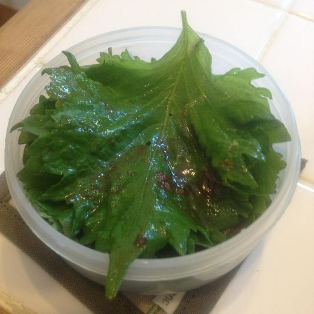 ま～だまだなので・・・大葉収穫パート5