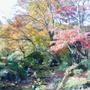 ☆京都・嵐山の紅葉☆
