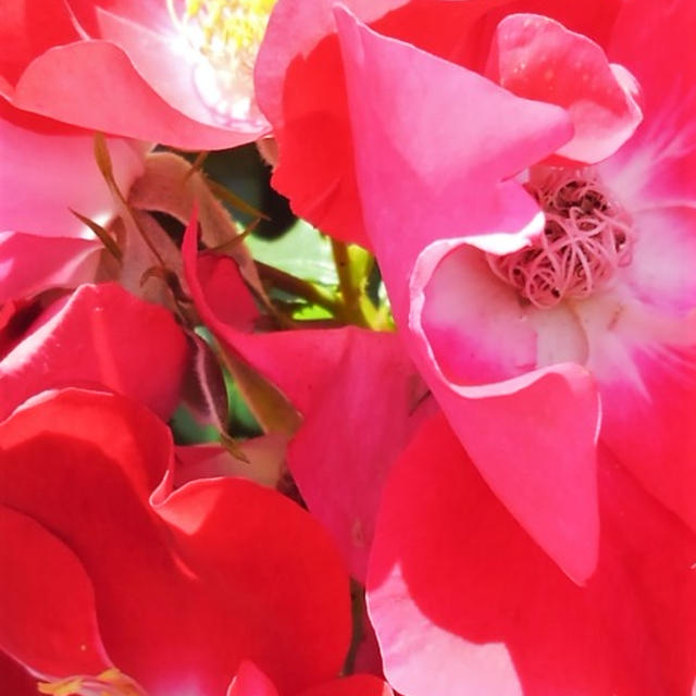 ■愛川町ウォーキング【内陸工業団地　（株）日本フルハーフさんの薔薇・薔薇・薔薇　】