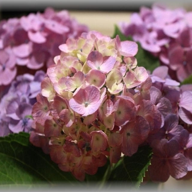 お義母さんの大好きな紫陽花。