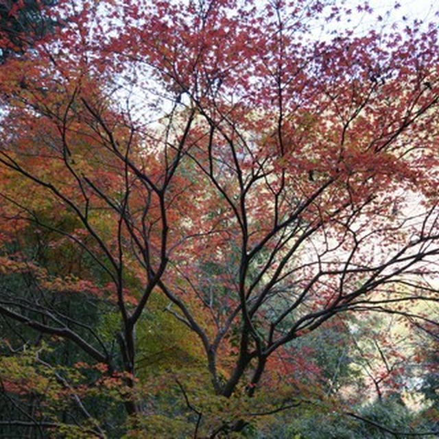 鳳来寺 紅葉 駐車場情報 /地図