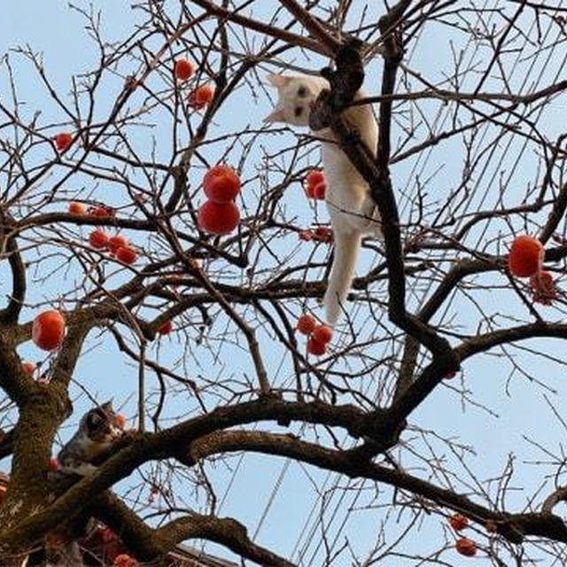 若いって素晴らしい②  柿の木もタジタジ
