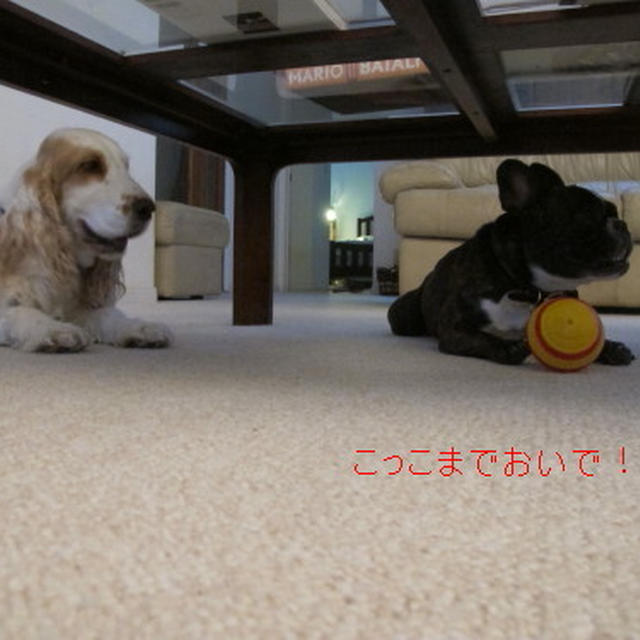 チャー君とローちゃん　　6・28・2011