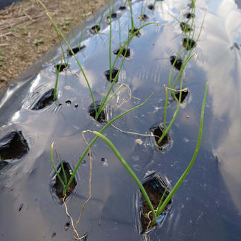 玉ねぎ苗植え付け完了