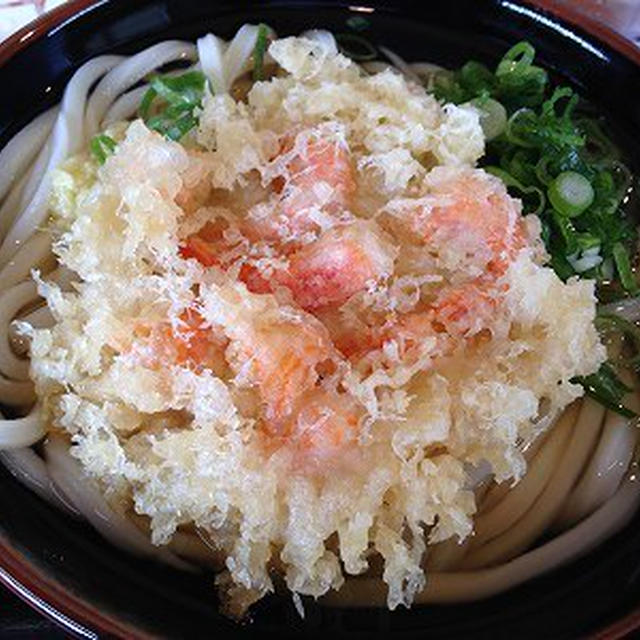 小エビ天うどんと赤えび天うどん。ズッキーニの収穫。脱走兵きなこ