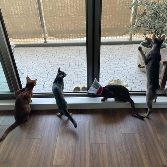 4ニャン揃って、お外見物♪