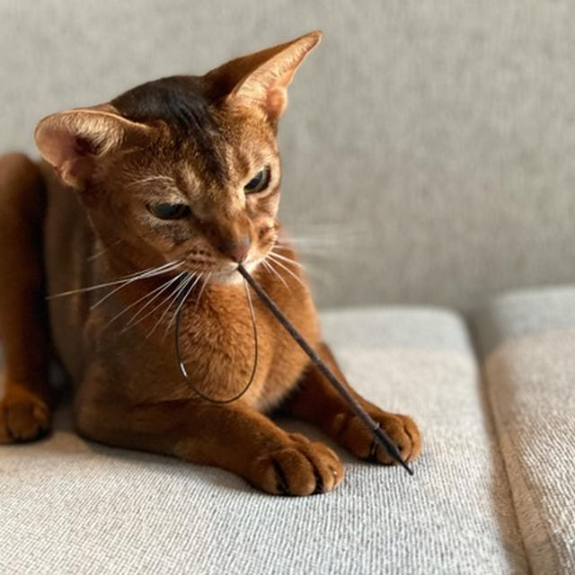「猫の家」さんのオモチャです