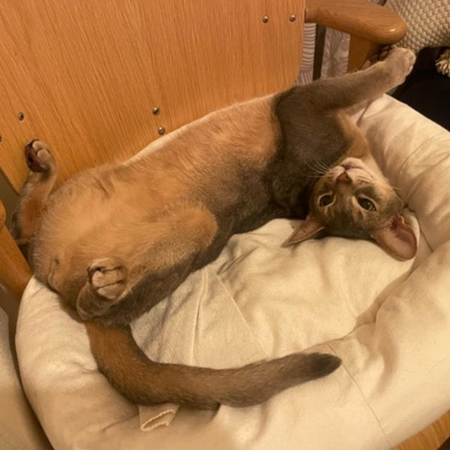 遅寝遅起きの猫さん