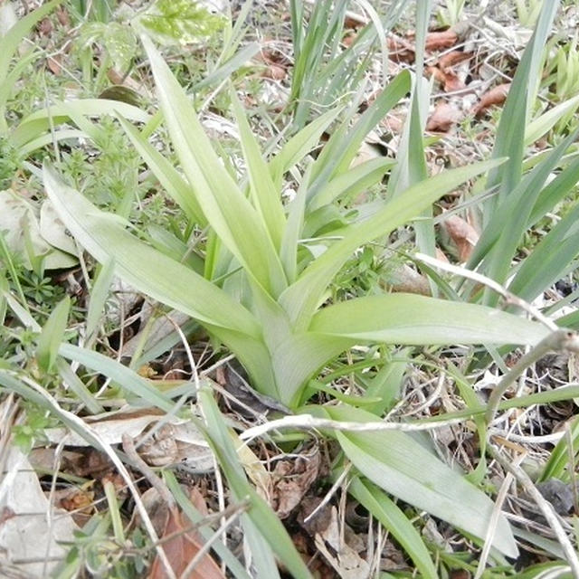 【再掲載】タダで食べよう♪　野草のレシピ　Part３