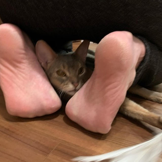 これが楽しいんだそう(⑉་ ⍸ ་⑉)