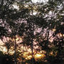 今日の夕焼け#最近撮った写真は