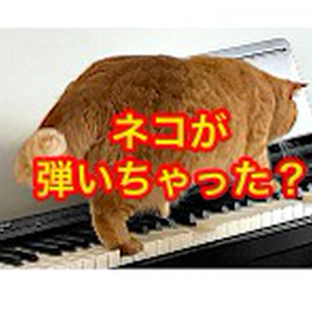 ネコ踏んじゃったならぬ・・・？！/ 主人が最初に選んだ 🎹 練習曲が秀逸だった 件（駄）