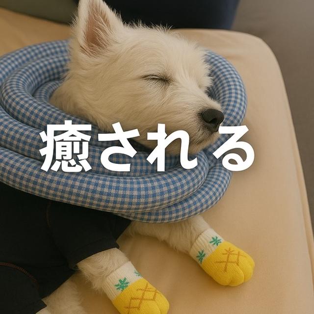 なにげない癒やし　