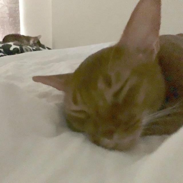 ひめちゃんが足もとに寝ていた。ときめく(*´ω`*)