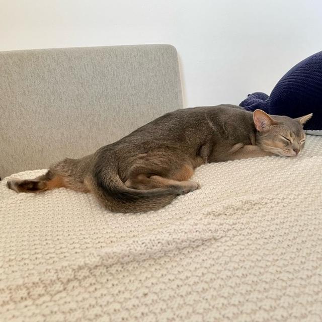 イモリ？ヤモリ？