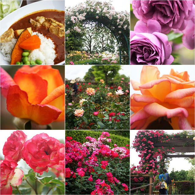 ■続・施設見学会【平塚花菜ガーデン（１）レストランテラスで先ずは昼食～薔薇の鑑賞へ】