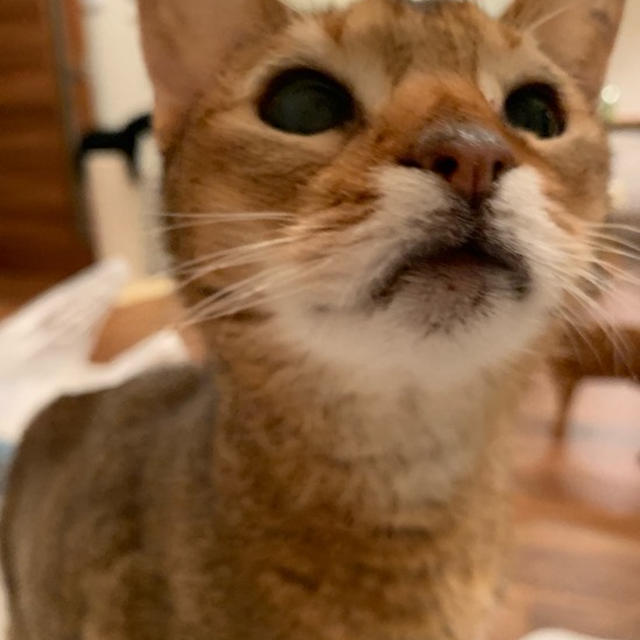 ちび子の目ヂカラが、出てきた