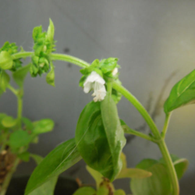 ど根性バジル、開花