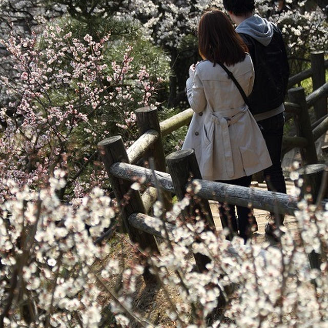 偕楽園　梅まつり
