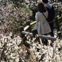 偕楽園　梅まつり