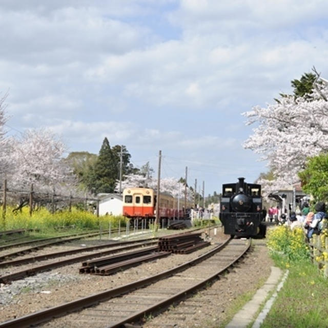 桜と菜の花　ドライブ (2018.3.31)