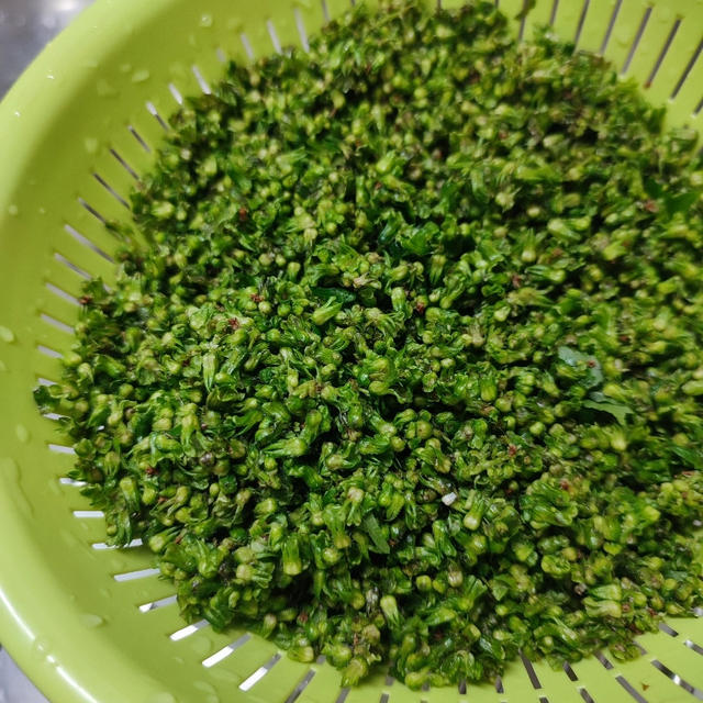 ラストスパート、夏の家庭菜園